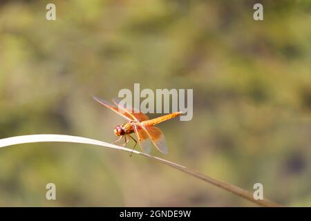 Flame (firecracker) Skimmer che riposa sull'erba d'acqua. Contea di Santa Clara, California, Stati Uniti. Foto Stock