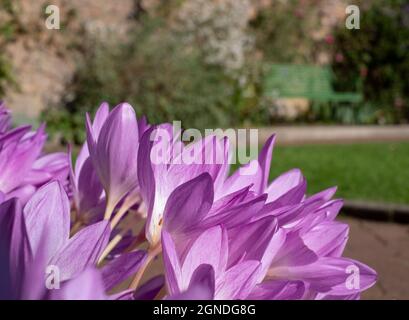 Autunno fiori Crocuses Eastcote House storico giardino murato nel Borough di Hillingdon, Londra, Regno Unito. Fotografato in una giornata d'autunno soleggiato. Foto Stock