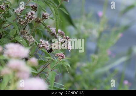 Primo piano di fiori viola selvatici circondati da foglie verdi Foto Stock