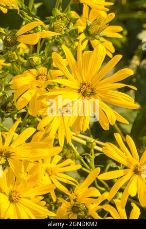 Fiori diversi e piante colorate Foto Stock