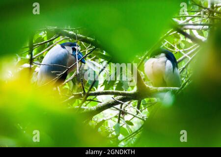 Coppia di aironi con bordo barca Cochlearius cochlearius in Cockscomb Basin Wildlife Sanctuary, Belize. Foto Stock