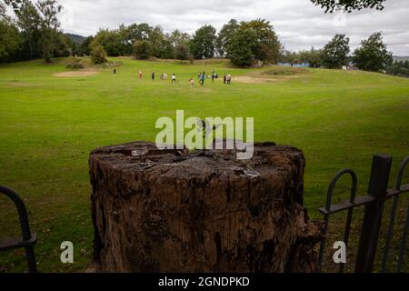 Albero che pianta crescendo da un grande ceppo di albero oltre ad un parco pubblico.Una famiglia può essere visto godere del tempo insieme sull'erba. Foto Stock