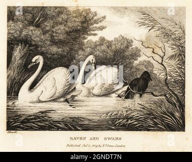 Un corvo cerca di lavare fuori il suo colore nero per essere più come i cigni puri-bianchi in un laghetto. Raven e cigni. Un'illustrazione di una favola dell'autore greco Aesop. Incisione copperplate disegnata ed incisa dalla vita da Samuel Howitt dal suo proprio Una nuova opera di animali, principalmente disegnata dalle Favole di Aesop, Gay and Phaedrus, Edward Orme, Londra, 1811. Foto Stock