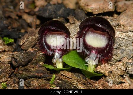 Coppia di orchidee in fiore con casco velato. Foto Stock