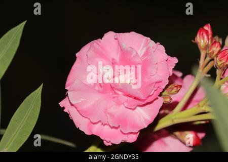 Primo piano di un bellissimo e fragrante fiore di oleandro rosa con sfondo nero o fondo basso Foto Stock