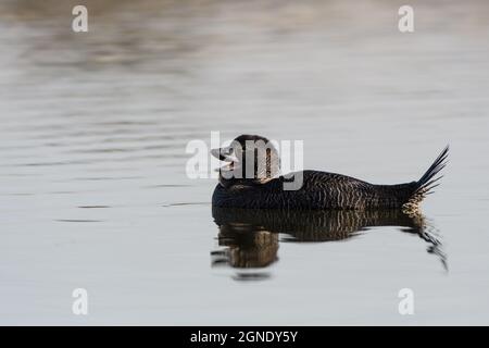 Muschio Duck maschio. Foto Stock