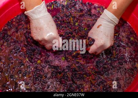 La donna produce vino d'uva. Le mani delle donne in guanti in un recipiente con torta d'uva, spremendo il succo. Foto Stock