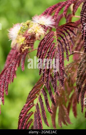 Albizia julibrissin 'cioccolato ummer' Mimosa Tree Foto Stock