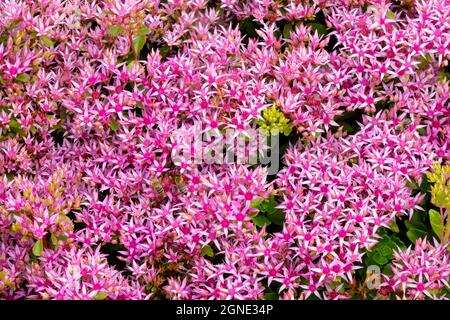 Sedum Spurium 'Spendens Roseum' Foto Stock