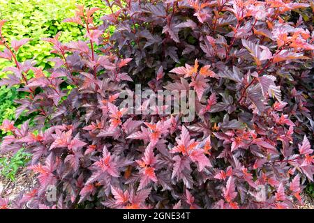 Physocarpus Opulifolius Angelo piccolo Foto Stock