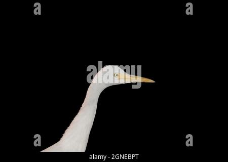 Primo piano foto di un collo di airone bianco con fondo basso o isolato nero , grande egretta bianca Foto Stock