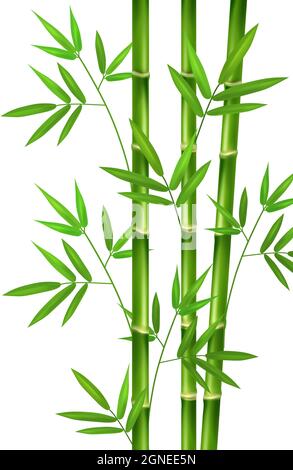 Steli verticali di bambù verde realistico con rami e foglie. Illustrazione Vettoriale
