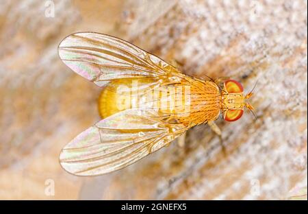 Macroscopio di una mosca di frutta comune dorata (Drosophila melanogaster) Foto Stock