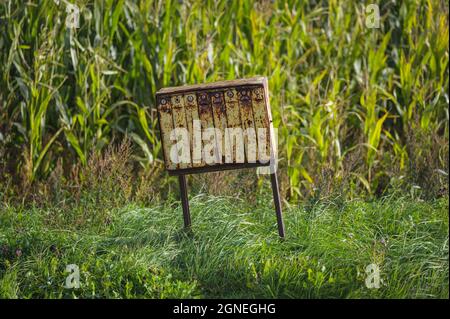 una vecchia cassetta postale gialla arrugginita da un campo di mais in una giornata di sole e una lunga erba che ondeggiano nel vento sotto la cassetta postale Foto Stock