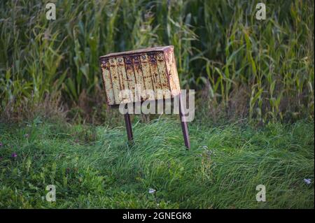 una vecchia cassetta postale gialla arrugginita da un campo di mais in una giornata di sole e una lunga erba che ondeggiano nel vento sotto la cassetta postale Foto Stock