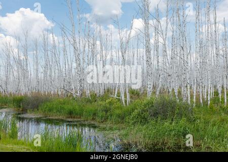 Alberi di betulla secchi in una palude. Nella palude si trovano tronchi bianchi di alberi di betulla morti. Foto Stock