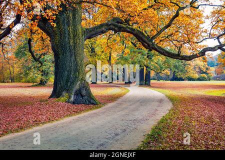 Vecchia quercia nel Parco Muskau, patrimonio dell'umanità dell'UNESCO. Impressionante scena mattutina della piazza di Bad Muskau, regione dell'alta Lusazia, Sassonia, Germania, UE Foto Stock