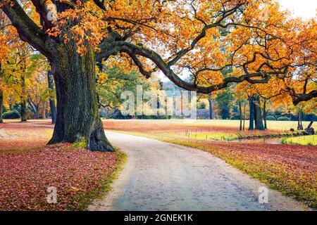 Vecchia quercia nel Parco Muskau, patrimonio dell'umanità dell'UNESCO. Impressionante scena mattutina della piazza di Bad Muskau, regione dell'alta Lusazia, Sassonia, Germania, UE Foto Stock