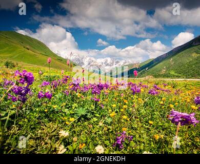 Spettacolare vista estiva sui fiori in fiore delle montagne del Caucaso. Scena mattutina soleggiata dei piedi del monte Shkhara, località villaggio di Ushguli, Foto Stock