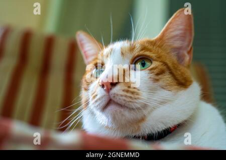 Gatto domestico bianco e zenzero che staring fuori dalla cornice con uno sguardo ingannevole e inquisitivo sul suo volto. Foto Stock