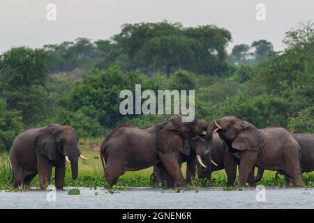 African Bush Elephant - Loxodonta africana, membro iconico dei Big Five africani, Murchison Falls, Uganda. Foto Stock