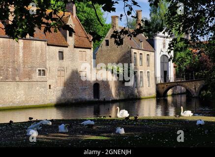 Dieci Wijngaerde (Begijnhof Brugge) beghinage, ora un convento, e cigni subito dopo l'alba a Bruges, Belgio Foto Stock