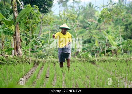 Ritratto di un agricoltore indonesiano che sta spargendo fertilizzante sulle sue piante di riso. Foto Stock