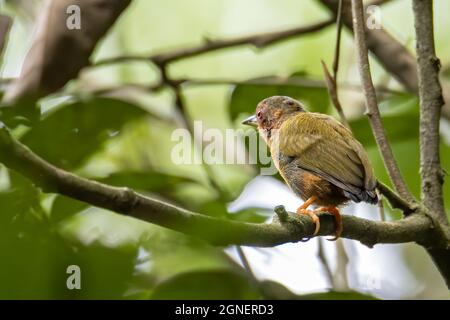 Natura fauna immagine di piculeto picchio in piedi su rami di albero Foto Stock