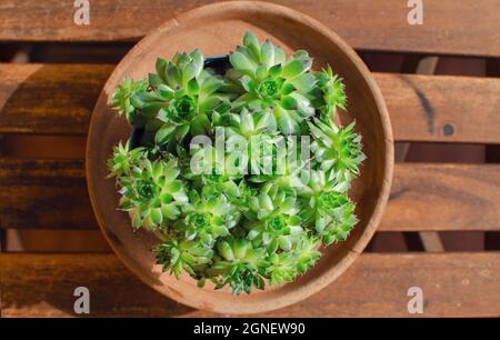 Vista dall'alto di un succulente chiamato sempervivum Foto Stock
