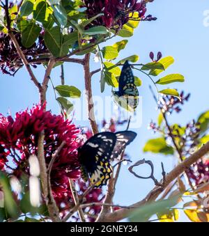 Maschio e femmina protetto Richmond Birdwing farfalle, Ornithoptera richmondia, in albero con fiore rosso. Tamborine Mountain, Queensland, Australia Foto Stock