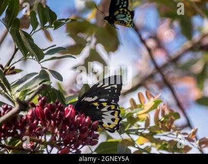 Maschio e femmina protetto Richmond Birdwing farfalle, Ornithoptera richmondia, in albero con fiore rosso. Tamborine Mountain, Queensland, Australia Foto Stock