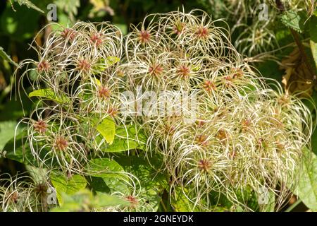 Teste di seme di clematide selvatiche (Clematis vitalba) anche chiamato barba di vecchio uomo o gioia di viaggiatore, una pianta nativa selvaggia durante settembre o autunno, Inghilterra Regno Unito Foto Stock