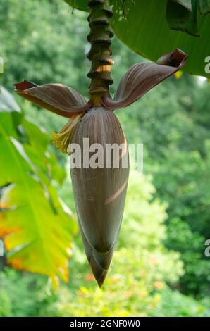 Fiore di banana rosso appeso sulla banana albero con il verde di spiaggia al sole del mattino. Foto Stock