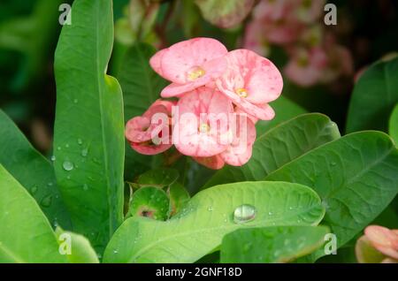 Corona rosa di spine con foglie verdi nel giardino in paesaggio. Foto Stock