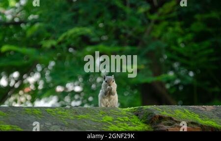 Squirrel indiano mangiare cibo nel parco. Foto Stock