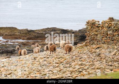 North Ronaldsay pecore sulla costa, Orkney Isles Foto Stock