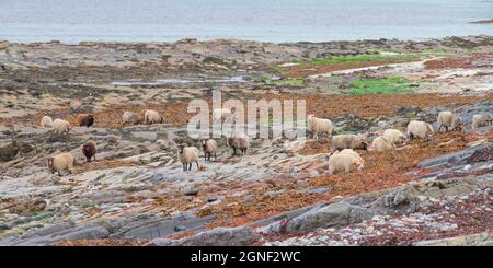 Pecore selvatiche che mangiano alghe marine, Ronaldsay Nord, Isole Orkney Foto Stock