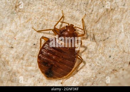 Bug letto femminile (Cimex lectularius) Foto Stock