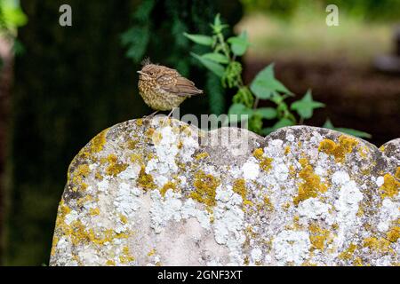 Il giovane Robin di Eaton Socon Churchyard - St Mary's Church on the Green Foto Stock