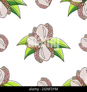 Pattern senza giunture con lychee e foglie su sfondo bianco. Illustrazione Vettoriale