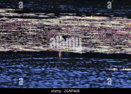 Comb crested Jacana nella Sunshine Coast, Queensland, Australia Foto Stock