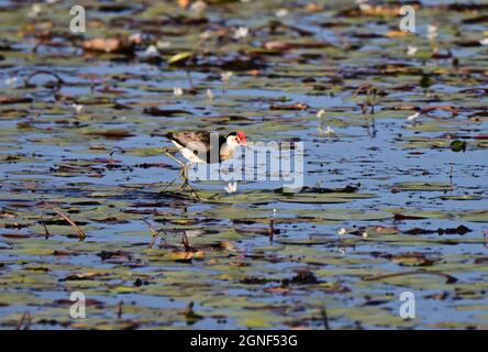 Comb crested Jacana nella Sunshine Coast, Queensland, Australia Foto Stock