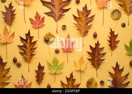 Modello autunnale di foglie e ghiande cadute su sfondo giallo. Composizione di erbario Foto Stock