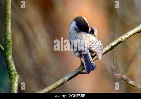 Primo piano di un uccello Chickadee con tappo nero che si aggirano su un ramo di albero e dormono Foto Stock