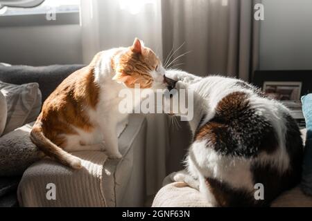 il gatto marrone e bianco leccano l'orecchio di un nero e gatto bianco Foto Stock
