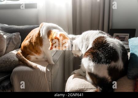 il gatto marrone e bianco leccano l'orecchio di un nero e gatto bianco Foto Stock