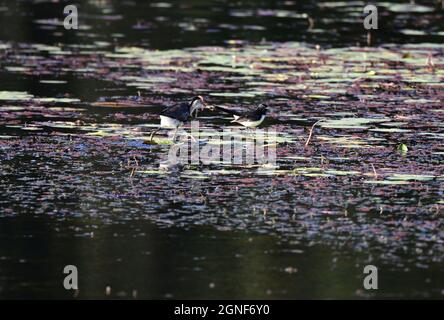 Comb crested Jacana nella Sunshine Coast, Queensland, Australia Foto Stock