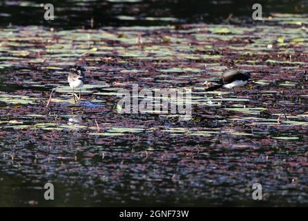 Comb crested Jacana nella Sunshine Coast, Queensland, Australia Foto Stock