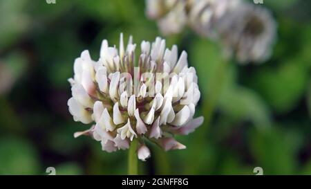 Primo piano del fiore bianco su una pianta di trifoglio che cresce in un campo. Foto Stock