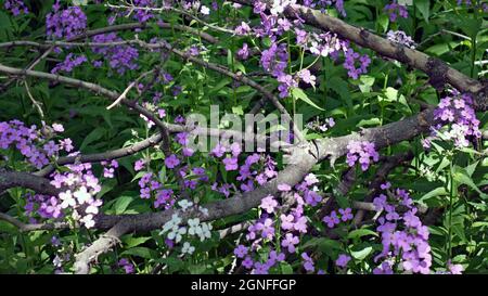 Fiori di campo viola che crescono intorno ad un vecchio ramo di albero caduto nella foresta. Foto Stock